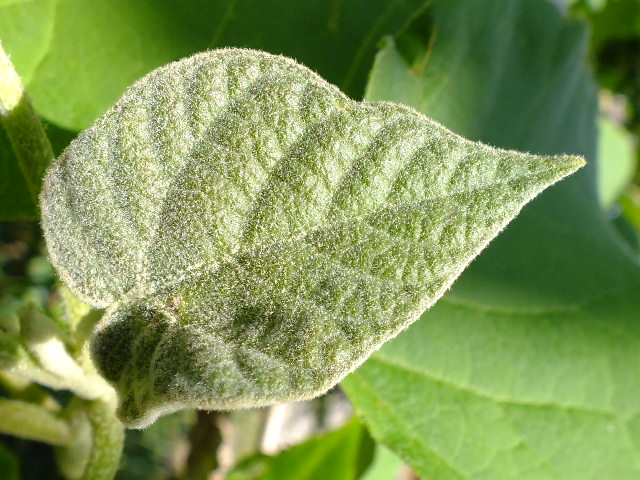 e0145782_1854099.jpg