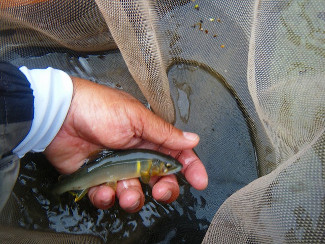 c0176183_8591018.jpg