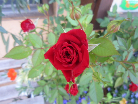 花盛り~♪_a0171984_18201936.jpg