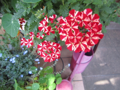 花盛り~♪_a0171984_1834219.jpg