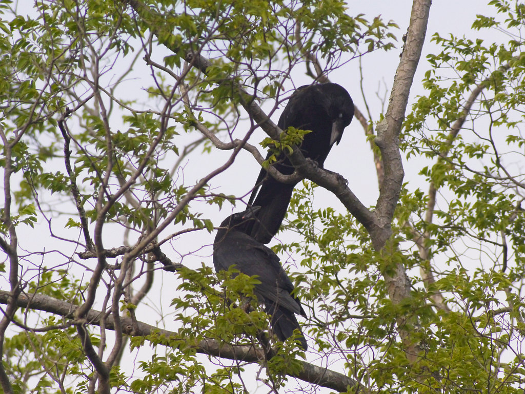 明石公園　2012.05.22　カラスの子 続き_b0174191_20104479.jpg