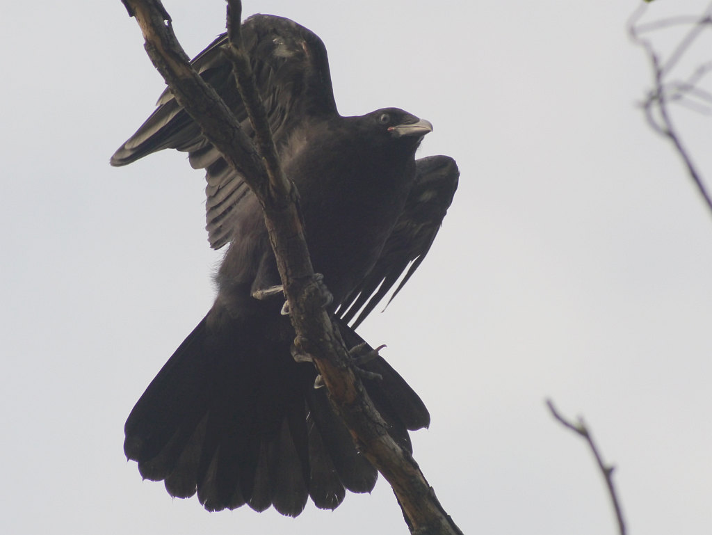 明石公園　2012.05.22　カラスの子 続き_b0174191_206922.jpg