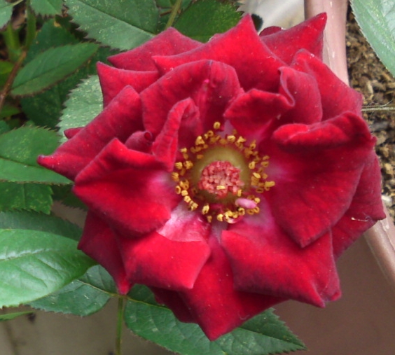 a0031000_17361247.jpg