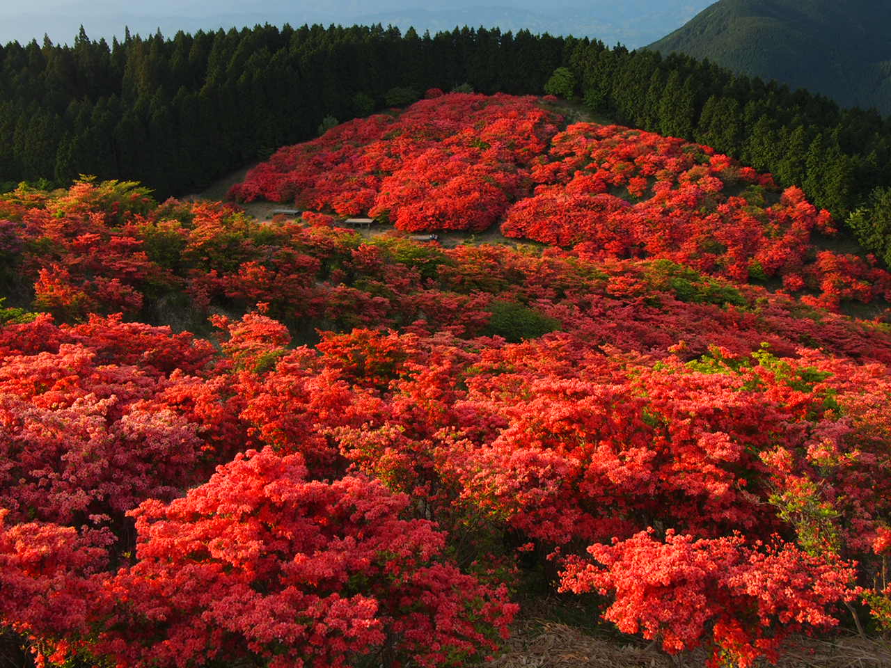 葛城山のつつじ 気ままな写真帳