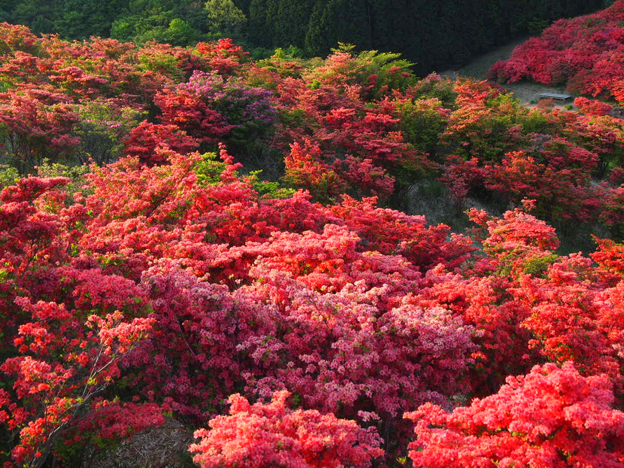 葛城山のつつじ 気ままな写真帳