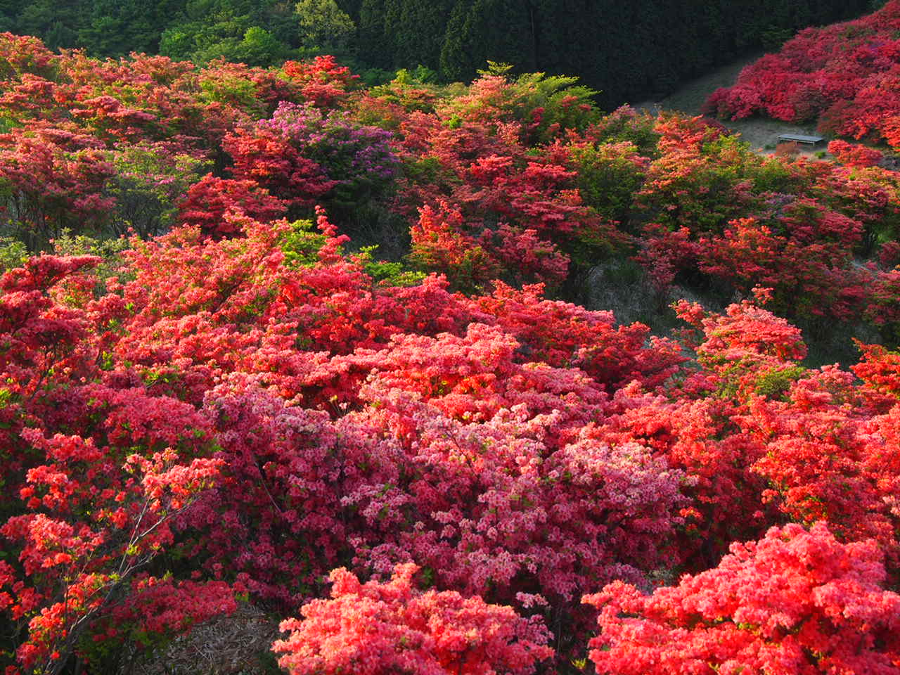 葛城山のつつじ_d0020300_05825.jpg