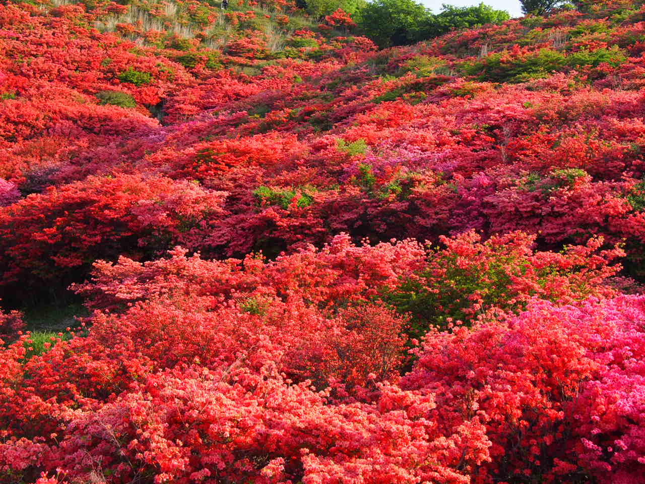 葛城山のつつじ_d0020300_061083.jpg