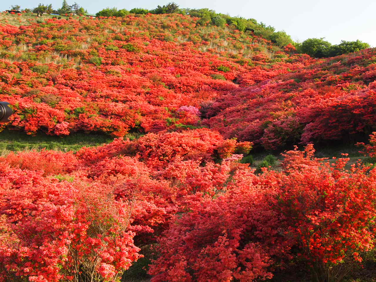 葛城山のつつじ_d0020300_063055.jpg