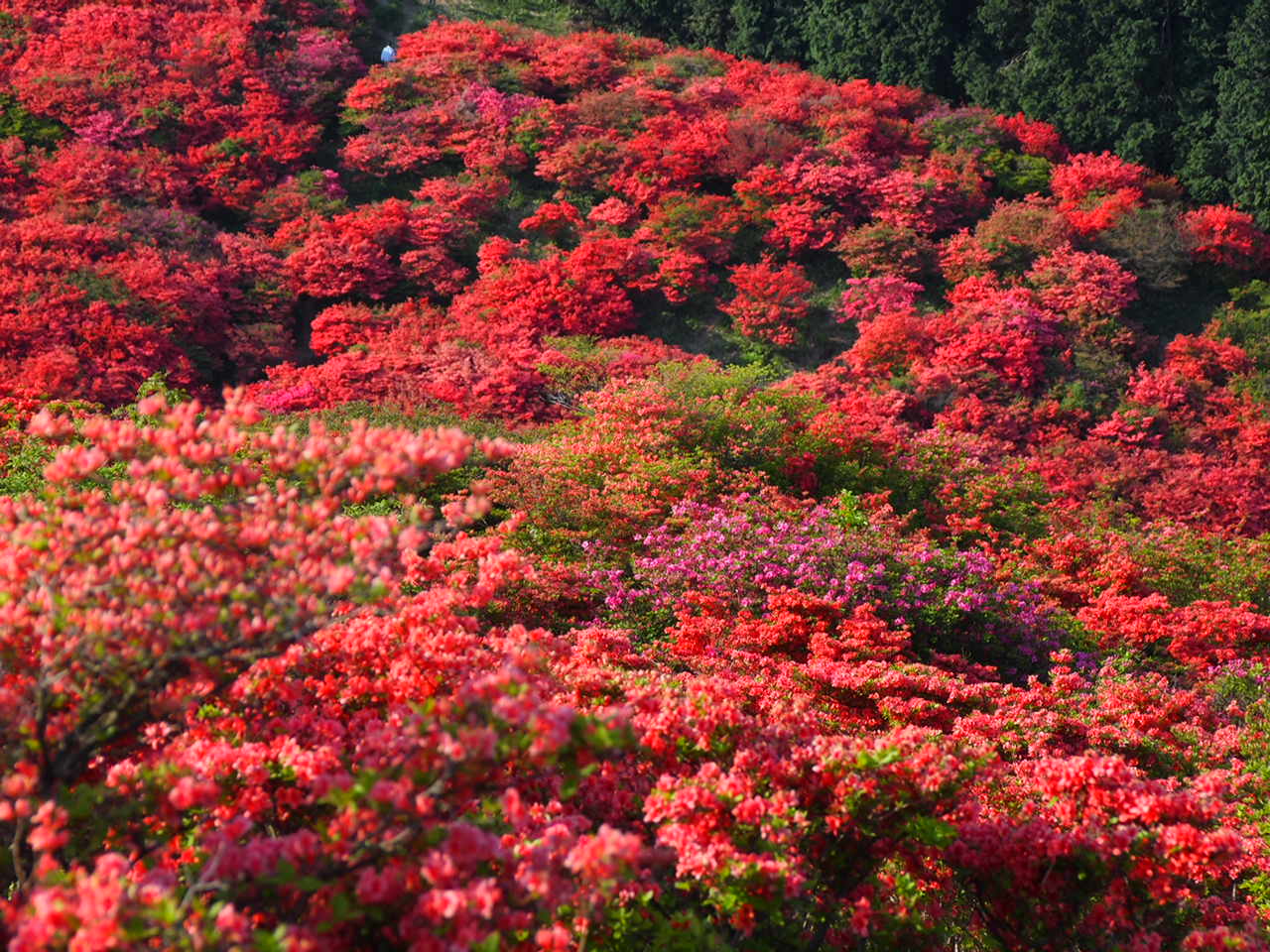 葛城山のつつじ_d0020300_083413.jpg