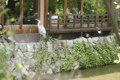 同窓会♪ 祇園「白梅」_b0208604_14442363.jpg