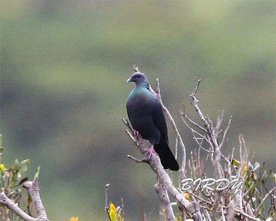 カラスバト　三宅島　2012.05.23_e0276114_2016375.jpg