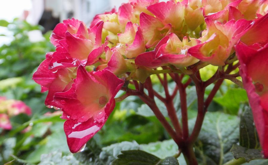 6月の花_b0093221_2321590.jpg