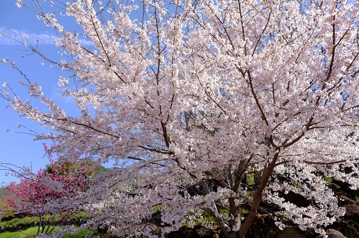 ＦＵＪＩＦＩＬＭ　Ｘ１００　ワイドコンバージョンレンズ　春の色_f0050534_22272043.jpg