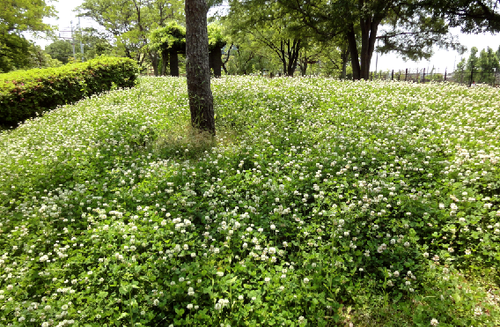 初夏の花園？　（西京極運動公園）_c0184737_1949536.png