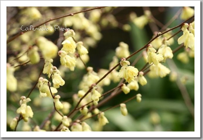黄色い春の花_a0134538_19551243.jpg