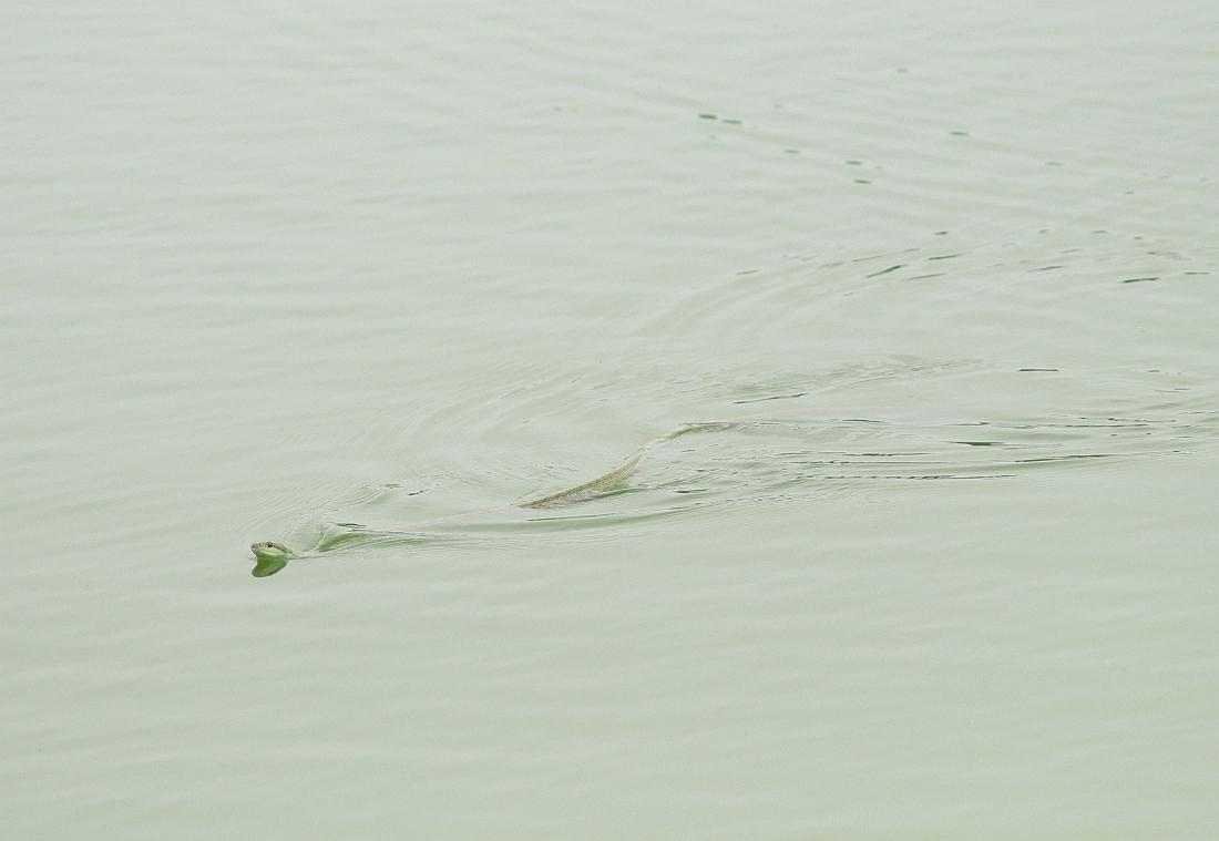 ついに登場 ｕｍａ未確認生物か 蓮華寺池のとなり３