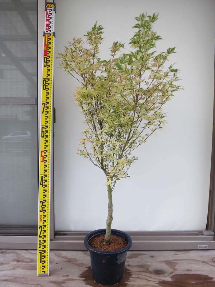 モミジ コチョウニシキ 胡蝶錦 販売 画像 写真 価格 値段 庭木 安行