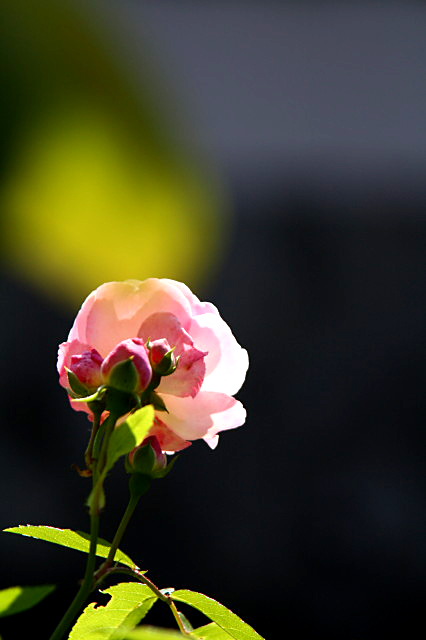 My Rose 2012　#2_e0039744_18474356.jpg