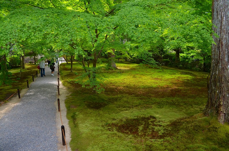 大原三千院の新緑_e0237645_21595879.jpg