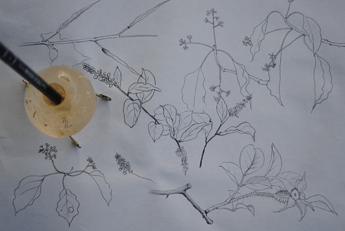 植物を描く_d0101846_5574763.jpg