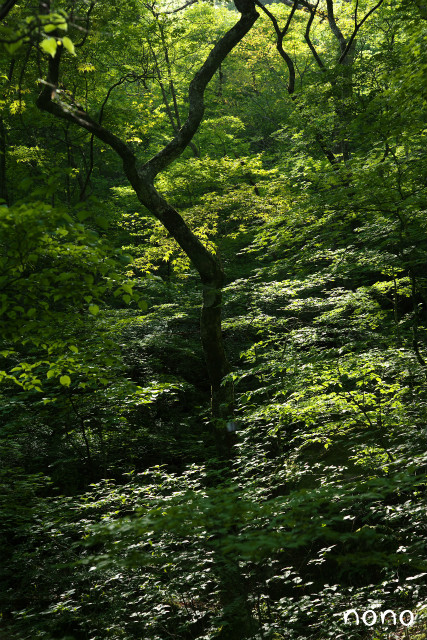 クボ新道を登っテミタ♪_e0151447_19453666.jpg