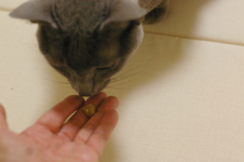 サーシャの腎不全(長文です)_c0006748_234144.jpg