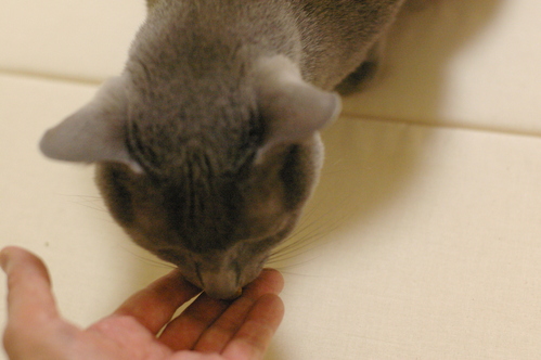 サーシャの腎不全(長文です)_c0006748_23415834.jpg