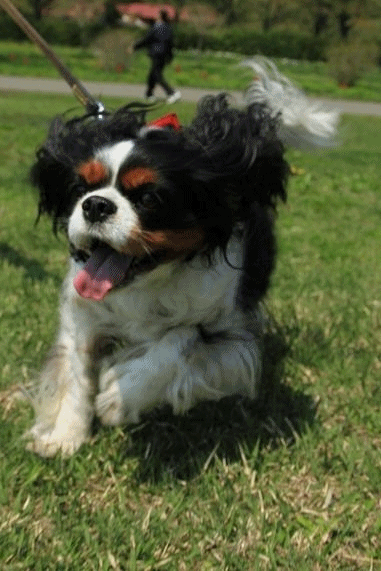 c0145250_2155282.gif
