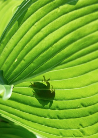 5月27日・・手植えでの田植えを!_d0005250_18515024.jpg