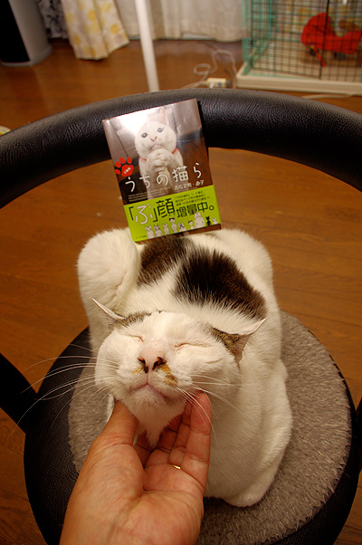 文庫版うちの猫ら本日発売 ぶつぶつ独り言2 うちの猫ら21 文庫版うちの猫ら本日発売 ぶつぶつ独り言2 うちの猫ら21