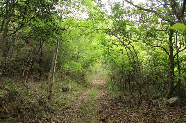 安芸区瀬野4丁目と伏附地区を歩く　その2　八世以山登山口へ_b0095061_1520502.jpg