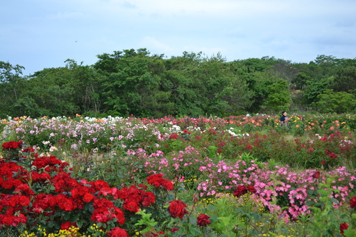 c0011169_8281410.jpg
