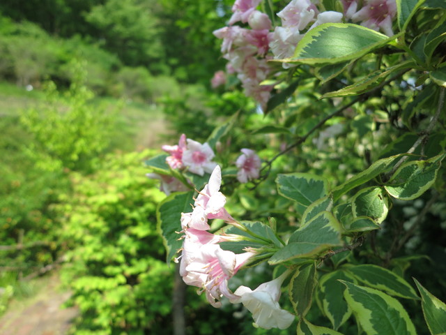 ターシャの庭・花フェスタ記念公園_e0233674_16344239.jpg