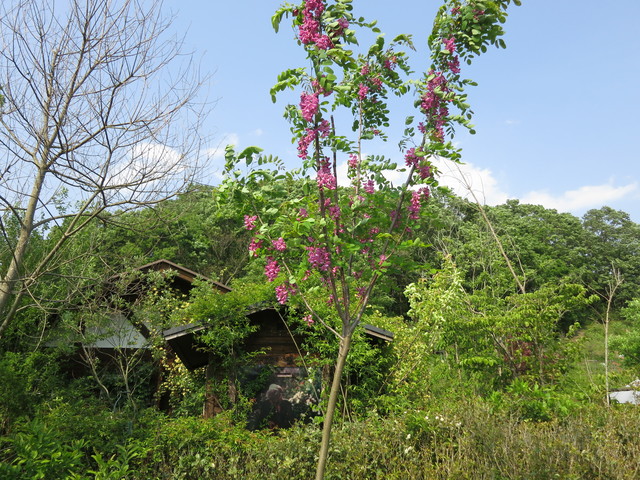 ターシャの庭・花フェスタ記念公園_e0233674_16385340.jpg