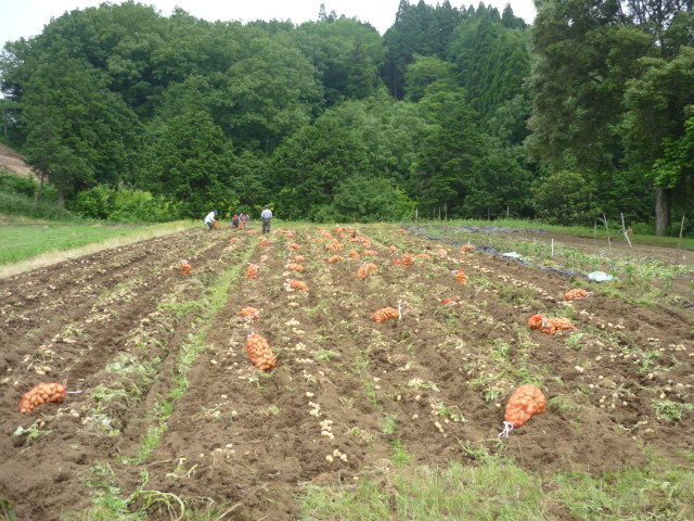 春ジャガの収穫_d0040076_2142469.jpg