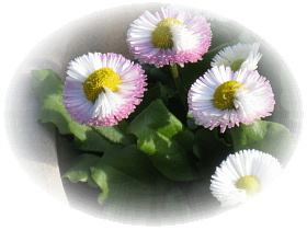 Pompon Daisy Lei_a0262183_23434174.jpg