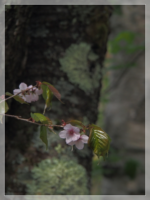 長野県川上村より　八ヶ岳を望む　　_e0027083_1245940.jpg