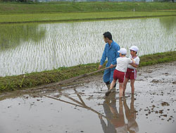 田植え体験(緑ヶ丘小・北郷小)_d0247484_1521479.jpg