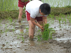 田植え体験(緑ヶ丘小・北郷小)_d0247484_15293373.jpg