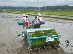 田植え体験(緑ヶ丘小・北郷小)_d0247484_170935.jpg