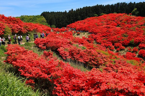 ひと目100万本、大和葛城山再び　-2_f0073587_0141872.jpg