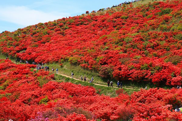 ひと目100万本、大和葛城山再び　-2_f0073587_01839.jpg