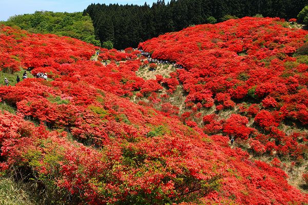 ひと目100万本、大和葛城山再び　-2_f0073587_0265785.jpg