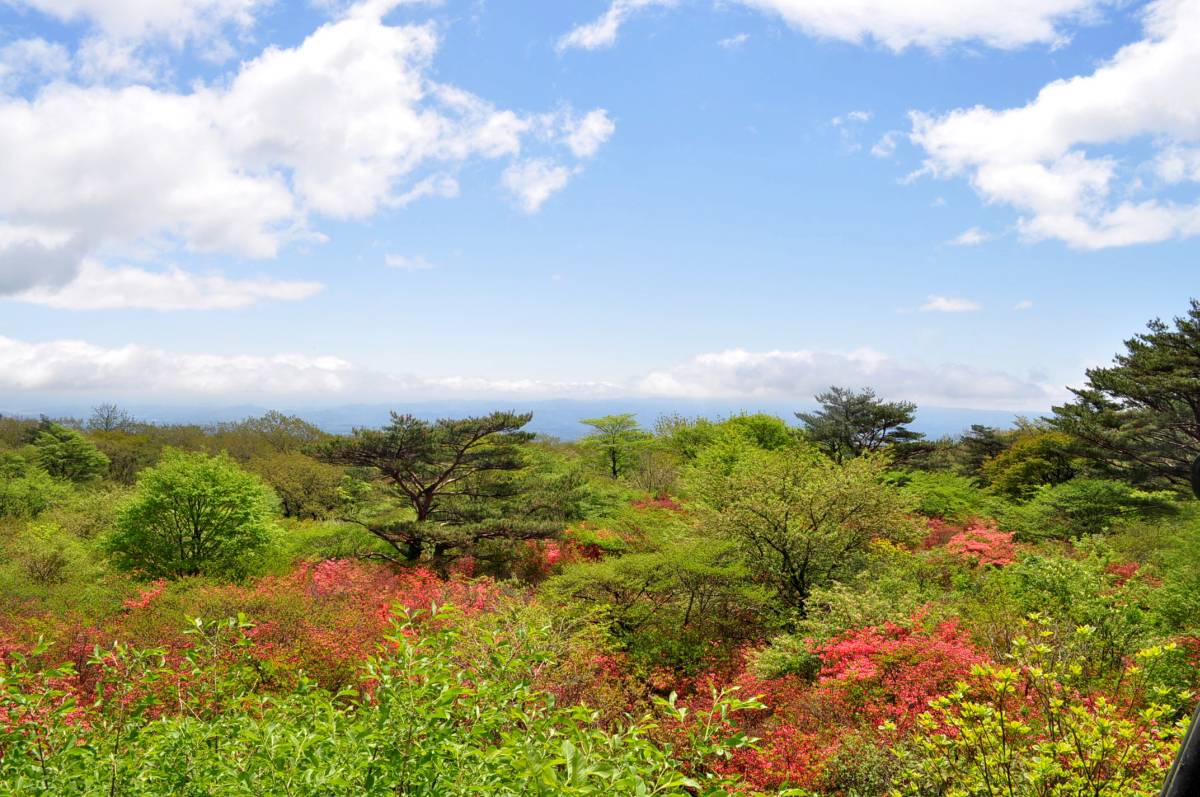 2012八幡つつじ開花状況その2_a0011690_15173873.jpg