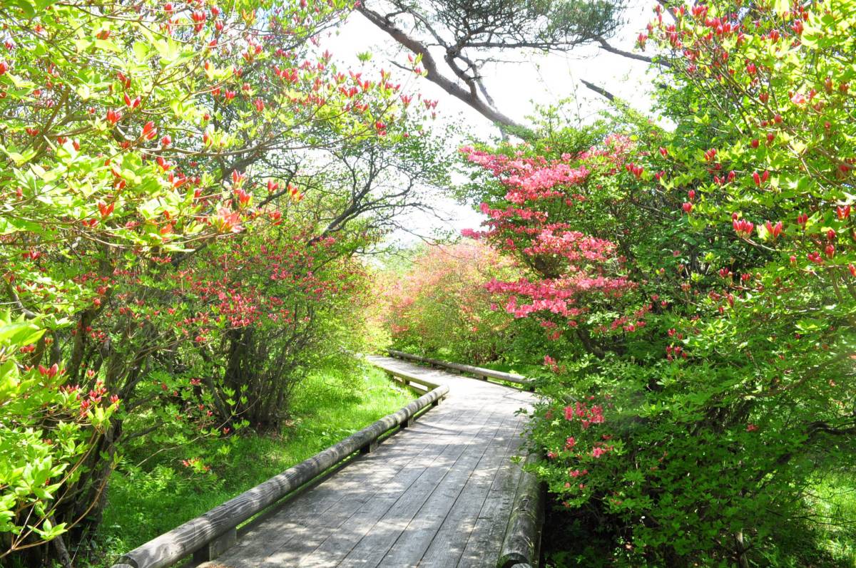 2012八幡つつじ開花状況その2_a0011690_1592337.jpg