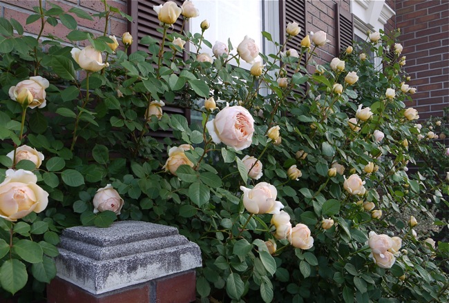 e0163202_21225314.jpg