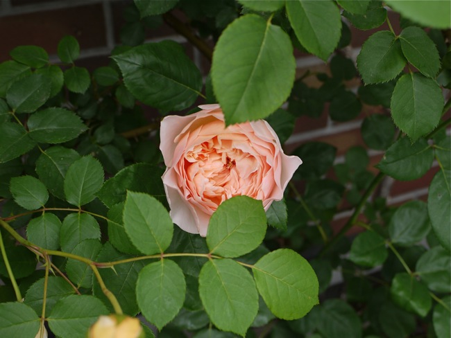 e0163202_21232912.jpg