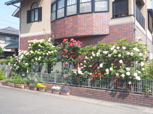 e0252905_527423.jpg