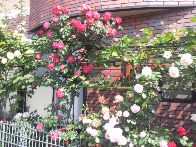 e0252905_5323037.jpg