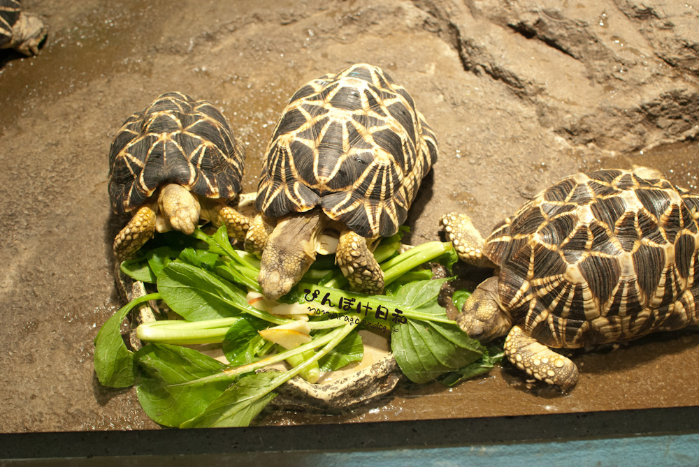 World Turtle Day_e0109611_274100.jpg